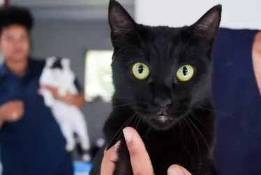 Imagem ilustrativa da imagem Serra promove feira de adoção de pets no Parque da Cidade