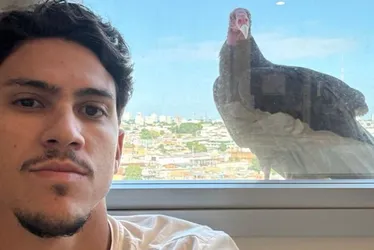 Imagem ilustrativa da imagem Sinal de boa sorte? Pedro flagra urubu em janela de hotel em dia de estreia do Fla