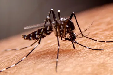 Imagem ilustrativa da imagem Vacina contra dengue deve chegar ao SUS em fevereiro