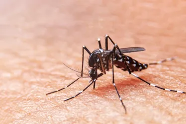 Imagem ilustrativa da imagem Veja quais cidades do ES vão receber as primeiras doses da vacina contra dengue