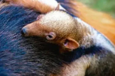 Imagem ilustrativa da imagem Zoológico do DF faz enquete para escolher nome de tamanduá-mirim bebê