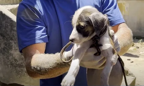 
          Imagem ilustrativa da imagem 26 animais são resgatados em situação de maus-tratos em Cariacica
          