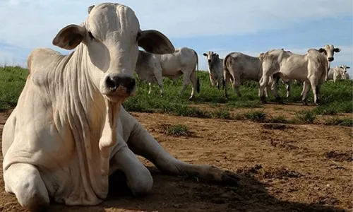 
          Imagem ilustrativa da imagem África tem importado DNA do gado e capim brasileiro
          