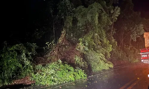 
          Imagem ilustrativa da imagem BR-262 tem trânsito intenso após chuva forte e queda de árvore
          