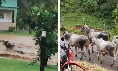 
          Imagem ilustrativa da imagem Bois sobrevivem após serem arrastados por enxurrada no ES
          