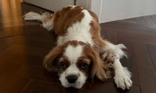 
          Imagem ilustrativa da imagem Cachorro de Rubinho Barrichello morre após comer onze bitucas de cigarro
          