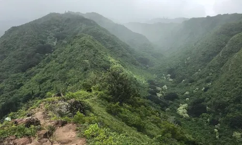 
          Imagem ilustrativa da imagem Cachorro leva bombeiros ao resgate de mulher desaparecida em trilha no Havaí
          