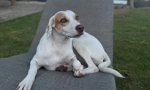 
          Imagem ilustrativa da imagem Cadela Nala volta para casa após ser "encontrada por bebê" no Espírito Santo
          