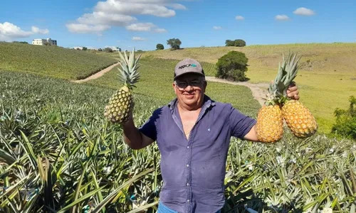 
          Imagem ilustrativa da imagem Cidade capixaba produz 600 abacaxis por morador
          