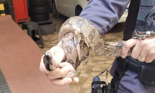 
          Imagem ilustrativa da imagem Cobra é resgatada em motor de carro no ES
          