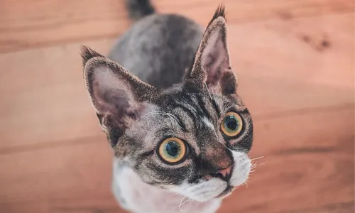 
          Imagem ilustrativa da imagem Concurso vai eleger gato mais bonito do Brasil
          