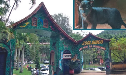 
          Imagem ilustrativa da imagem Depois de susto e ataque, oncinha Juma encanta em zoológico
          