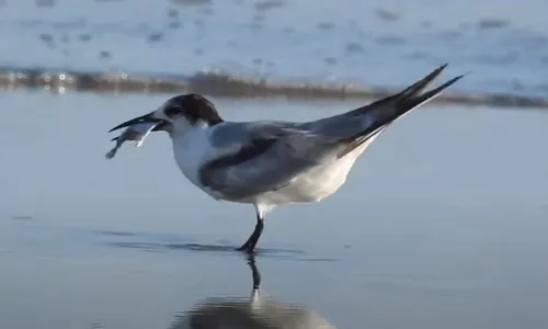 
          Imagem ilustrativa da imagem ES volta a registrar caso de gripe aviária após 3 meses sem ocorrências
          