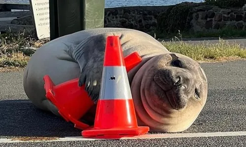 
          Imagem ilustrativa da imagem Elefante-marinho que circula entre humanos preocupa autoridades na Austrália
          