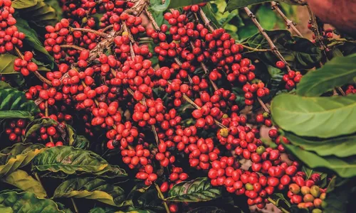 
          Imagem ilustrativa da imagem Exportação bate recorde e café capixaba chega a mais de 85 países
          