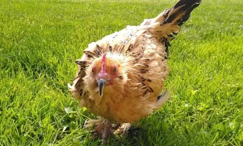 
          Imagem ilustrativa da imagem Galinha mais velha do mundo morre aos 21 anos no dia do Natal
          