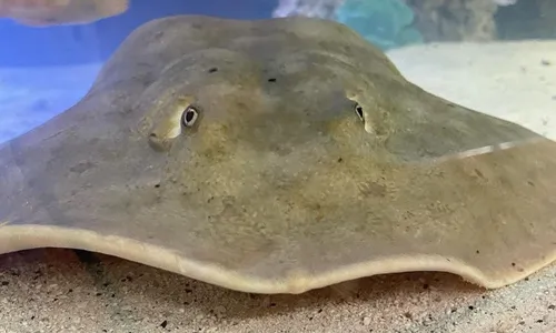 
          Imagem ilustrativa da imagem Gravidez de arraia sem contato com macho surpreende em aquário dos EUA
          