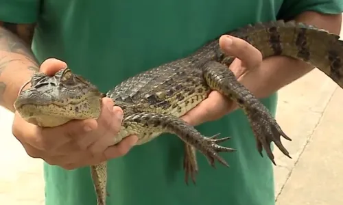 
          Imagem ilustrativa da imagem Jacaré é encontrado em hospital na Serra
          