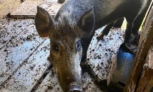 
          Imagem ilustrativa da imagem Javalis são apreendidos em criação ilegal em Santa Catarina
          