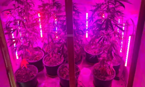 
          Imagem ilustrativa da imagem Maconha e haxixe são apreendidos em investigação de envio de drogas pelos Correios
          