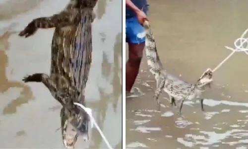 
          Imagem ilustrativa da imagem Moradores do Rio flagram jacarés em meio a ruas alagadas
          