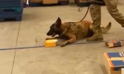 
          Imagem ilustrativa da imagem PF descobre 100 comprimidos de ecstasy em encomenda dos Correios para Guarapari
          