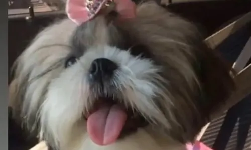 
          Imagem ilustrativa da imagem Pastor-belga ataca e mata cadela da raça shih-tzu em Vila Velha
          