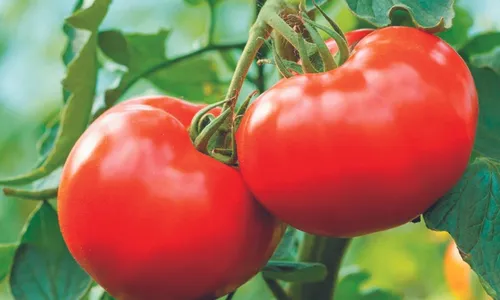 
          Imagem ilustrativa da imagem Película comestível para verduras durarem mais
          