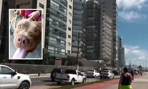 
          Imagem ilustrativa da imagem Pitbull foge e ataca homem e cão na orla da Praia de Itaparica
          