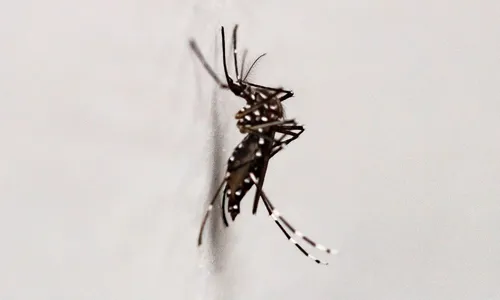 
          Imagem ilustrativa da imagem Risco de morte por chikungunya persiste por até 3 meses após o início da infecção
          