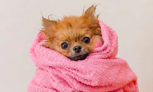 
          Imagem ilustrativa da imagem Senac inaugura novo Centro de Idiomas e cursos voltados para o setor PET
          