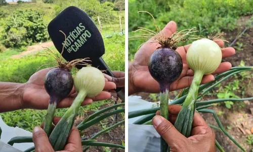 
          Imagem ilustrativa da imagem Sertânia, Gravatá, Cachoeirinha e Aliança em foco na TV Tribuna neste domingo
          