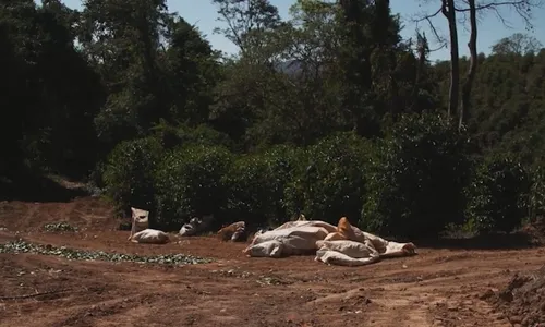 
          Imagem ilustrativa da imagem Trabalho escravo: 86 pessoas foram resgatadas no ES em 2023
          