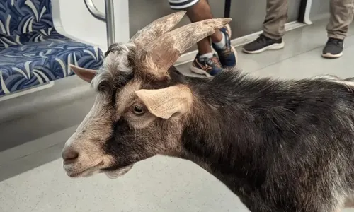 
          Imagem ilustrativa da imagem VÍDEO | Bode é visto 'passeando' em trem de São Paulo
          