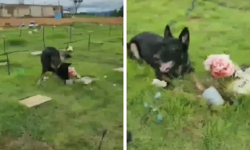 
          Imagem ilustrativa da imagem VÍDEO | PM encontra drogas escondidas em lápide de cemitério do ES
          