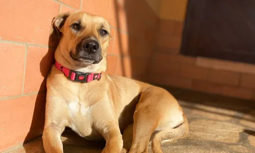 
          Imagem ilustrativa da imagem 'Vira-lata caramelo' pode se tornar manifestação cultural imaterial do Brasil
          