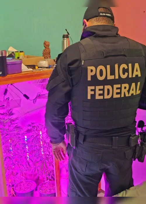 Imagem ilustrativa da imagem Maconha e haxixe são apreendidos em investigação de envio de drogas pelos Correios