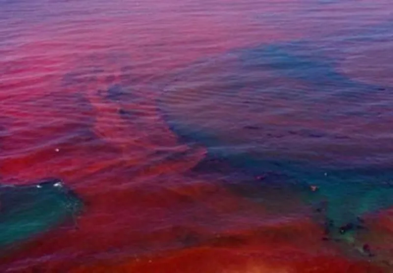 A Maré Vermelha é fenômeno natural decorrente do acúmulo de microalgas, que, quando expostas a cargas excessivas de nutrientes, proliferam e formam populações abundantes