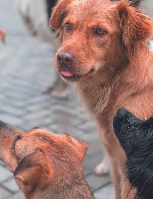 Imagem ilustrativa da imagem Cão deixado em imóvel já tem nova família