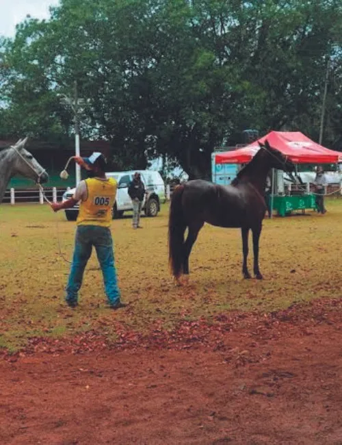 Imagem ilustrativa da imagem Cavalos movimentam R$ 13 milhões no ES