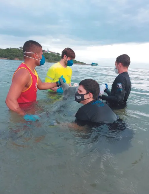 Imagem ilustrativa da imagem Investigadas mortes de 14 golfinhos em 2 meses no litoral do ES