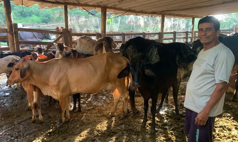 Imagem ilustrativa da imagem “Resort” de vacas para driblar a seca no ES