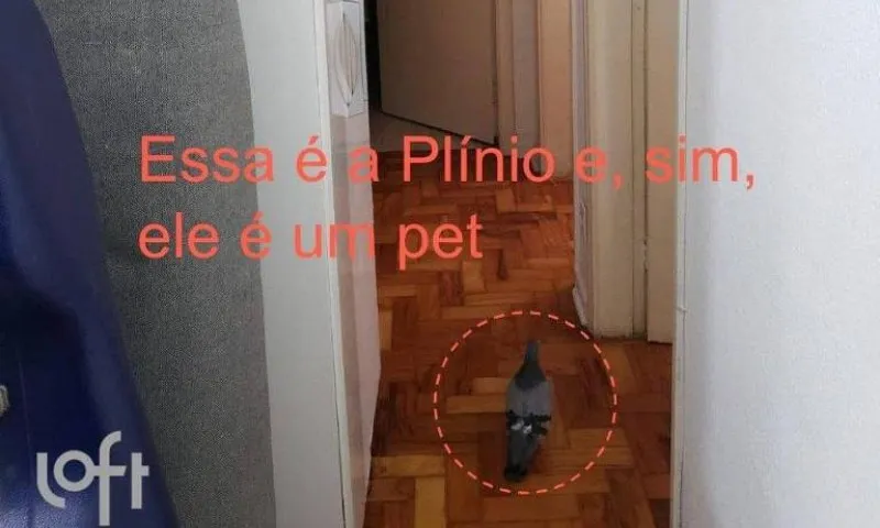 Imagem ilustrativa da imagem Anúncio de apartamento à venda viraliza com pombo de estimação do proprietário