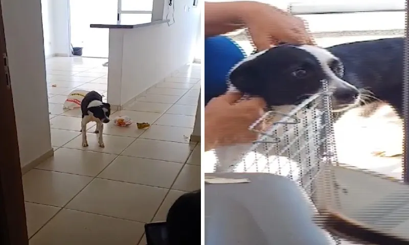 Imagem ilustrativa da imagem Cachorro abandonado é resgatado em apartamento em Vila Velha