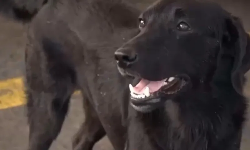 Imagem ilustrativa da imagem Cão "frentista" é adotado em posto de combustível no ES e viraliza na internet