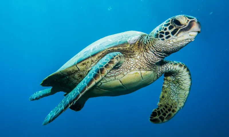 Imagem ilustrativa da imagem Como o lixo que jogamos no mar faz tartarugas-marinhas terem câncer