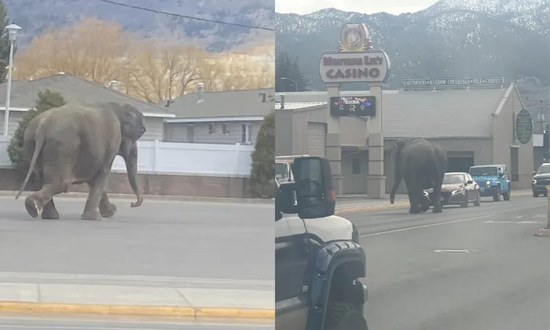 Imagem ilustrativa da imagem Elefanta escapa de circo e é flagrada correndo pelas ruas de cidade nos EUA