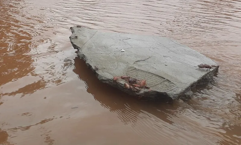 Imagem ilustrativa da imagem Em Porto Alegre, baratas invadem ruas do centro após inundação