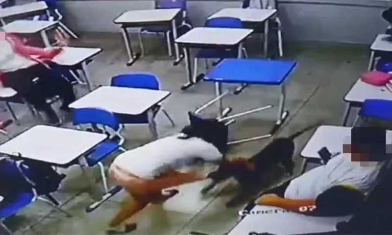 Imagem ilustrativa da imagem Estudante é atacada por cachorro dentro de sala de aula em escola de Goiás