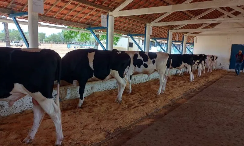 Imagem ilustrativa da imagem Governo de Pernambuco concede benefícios fiscais para impulsionar a Bacia Leiteira